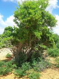 Image result for Canthium glaucum