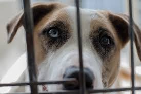 Maybe you would like to learn more about one of these? Parish Shelter Is Drowning In Puppies Here S How To Help
