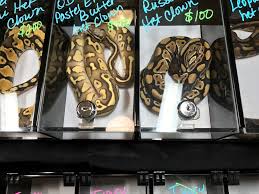 Depends widely on the species. World Snake Day Do Snakes Make Good Pets World Animal Protection