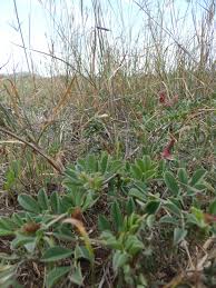 Image result for Indigofera melanadenia