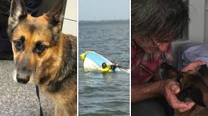 The reasons to adopt vary from person to person. Heidi The German Shepherd Treads Water For 11 Hours Leading To Owner S Rescue After Boat Capsizes In Australia Abc7 San Francisco