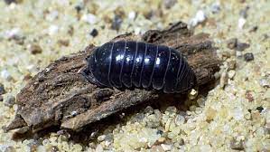 Check spelling or type a new query. Bugs Invading Local Gardens