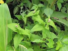 Image result for Persicaria nepalensis