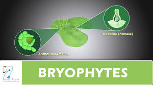 The life cycle of liverworts and hornworts follows alternation of generations: Bryophytes Youtube