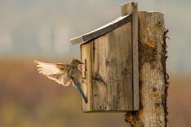 We did not find results for: Nistkasten Fur Vogel An Diesen Grossen Fehler Denken Viele Nicht Selbermachen De
