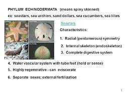Phylum Echinodermata Means Spiny Skinned Ppt Video Online Download