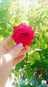 Check spelling or type a new query. Girl Dpz Flower Novocom Top