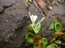 Image result for Anthonotha macrophylla