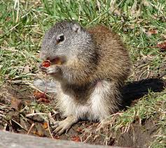 Maybe you would like to learn more about one of these? Adw Spermophilus Franklinii Information