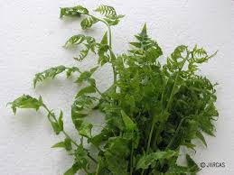 Image result for Diplazium humbertii