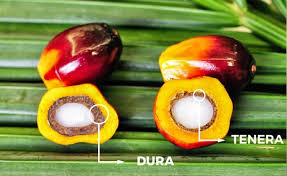 Buah kelapa sawit atau dikenal tandan buah kelapa sawit (tbs) merupakan bahan mentah episede kali ini ialah muat buah kelapa sawit terkuat dan tercepat pemecah rekor dalam sejarah. Perbedaan Cangkang Sawit Dura Dan Tenera Cangkangsawit Id