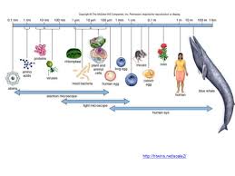 Ological concepts animal cell structure label figure 4.2. Chapter 4 Cell Structure And Function Ppt Download