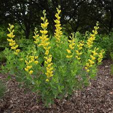 Image result for Indigofera podocarpa