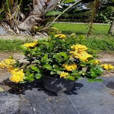 Image result for Ixora nana