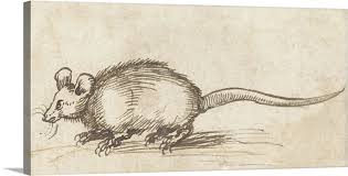 See more ideas about albrecht durer, albrecht dürer, drawings. Mouse By Albrecht Durer C 1480 1520 German Drawing Pen And Ink On Paper Wall Art Canvas Prints Framed Prints Wall Peels Great Big Canvas