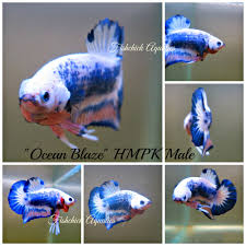 Stunning Fancy Plakat Male From King Betta Thailand Available From Www Allthingsbetta Com Betta Splendens Siamese Fighti Siamese Fighting Fish Betta Fish Betta
