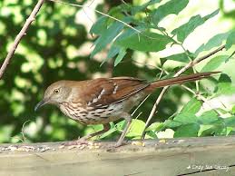 Birds Of North Georgia Pictures North Georgia Brown Thrasher Brown Thrasher Thrasher Animals