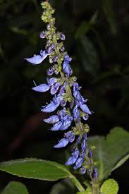 Image result for Coleus barbatus