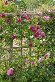 How to stop wind in garden. Gone With The Wind How To Protect Your Garden From The Elements Express Co Uk