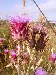 Cardoon Wikipedia