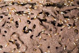 Ninguna plaga es agradable, pero con las termitas hay que tener una precaución especial, ya que pueden ocasionar verdaderos destrozos en muebles y estructuras de madera. Tiene Plaga De Termitas O Carcoma Os Damos La Solucion Sixsa
