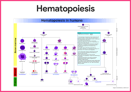 blood anatomy and physiology study guide for nurses