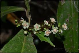 Image result for Lepisanthes senegalensis