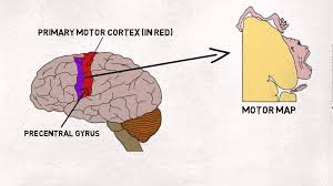 The traditional classification of primary motor cortex (m1) as an agranular area has been challenged recently when a functional layer 4 (l4) was reported in m1. Know Your Brain Motor Cortex Neuroscientifically Challenged