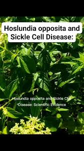 Image result for Hoslundia