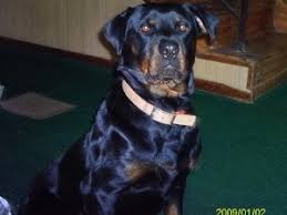 Find the perfect puppy for you and your family. Rottweiler Puppies In Ohio