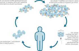 De tous les cancers, celui qui touche les poumons est le plus mortel. Immunotherapie Mode D Action Therapies Ciblees Et Immunotherapie Specifique
