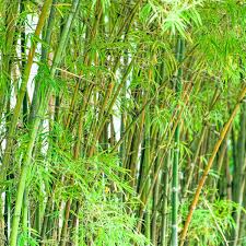 Image result for Justicia phyllostachys