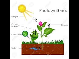 Photosynthesis Chemosynthesis Hindi Hd Youtube