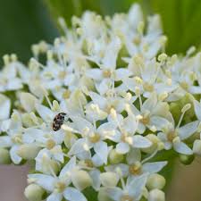 Image result for Sericorema sericea