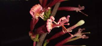 Image result for Agelanthus fuellebornii