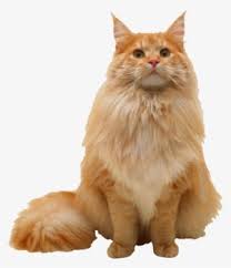 Meet smokey, a maine coon & persian mix cat for adoption, at whiskers, tails and ferals in napa, ca on petfinder. Maine Coon Persian Cat Ragdoll Png Image Transparent Png Free Download On Seekpng