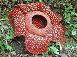 Rafflesia Ruh Flee Zhuh Unusual Flowers Rare Flowers Weird Plants