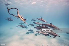 Woman Snorkeling With Fishes Underwater Hurghada Dolphin House Learn To Scuba Dive