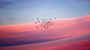 Birds Flying In The Sky Sunset Birds Migration Bird Migration Sky Photography Birds Flying