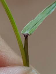 Image result for Acrachne