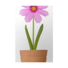 Taumatropio_fiori_e_vaso,_1825.gif ‎ (175 × 175 pixels, file size: Poster Cosmos Fiore Che Cresce In Un Vaso Di Fiori Pixers Viviamo Per Il Cambiamento