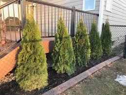 Plant young arborvitae in a line so their trunks are one mature shrub width apart. Everything You Need To Know About The Emerald Green Arborvitae Tree