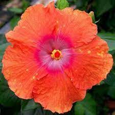 Hibiscus Flower Classification Hibiscus Hibiscus Plant Hibiscus Hibiscus Flowers