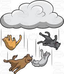 Share the best gifs now >>>. Raining Cats And Dogs Raining Cats And Dogs Dog Cat Cats