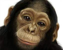 Pin By Maxine Cooper On Animals Types Of Monkeys Monkey Majestic Animals