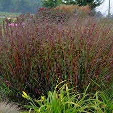 Image result for Panicum schinzii