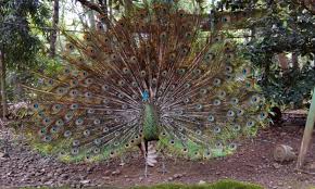 Anjuk ladang museum anjuk ladang museum is located in nganjuk city, and inside it, there are many goods from the hinduism culture, doho, and majapahit which. Harga Tiket Masuk Wisata Anjuk Ladang Nganjuk Trip Jalan Jalan