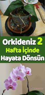Orkide Cicegini Costuran Kimsenin Bilmedigi Yontem Cicek Orkide Bilgi Orkideler Bitki Saksi Bitkileri