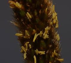 Image result for Eriochrysis