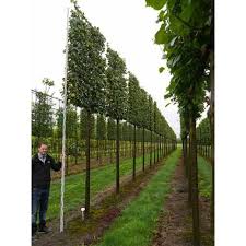 Tilia Cordata Greenspire Winter Linde Hochstamm Spalier H 220 B 180 T 20 Stamm 270 Cm Baumschule Newgarden Mit Bildern Garten Pflanzen Baumschule Garten